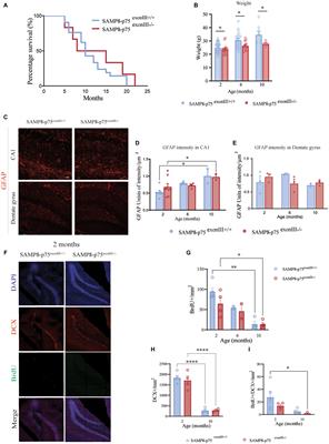 Cholinergic neurodegeneration and cholesterol metabolism dysregulation by constitutive p75NTR signaling in the p75exonIII-KO mice